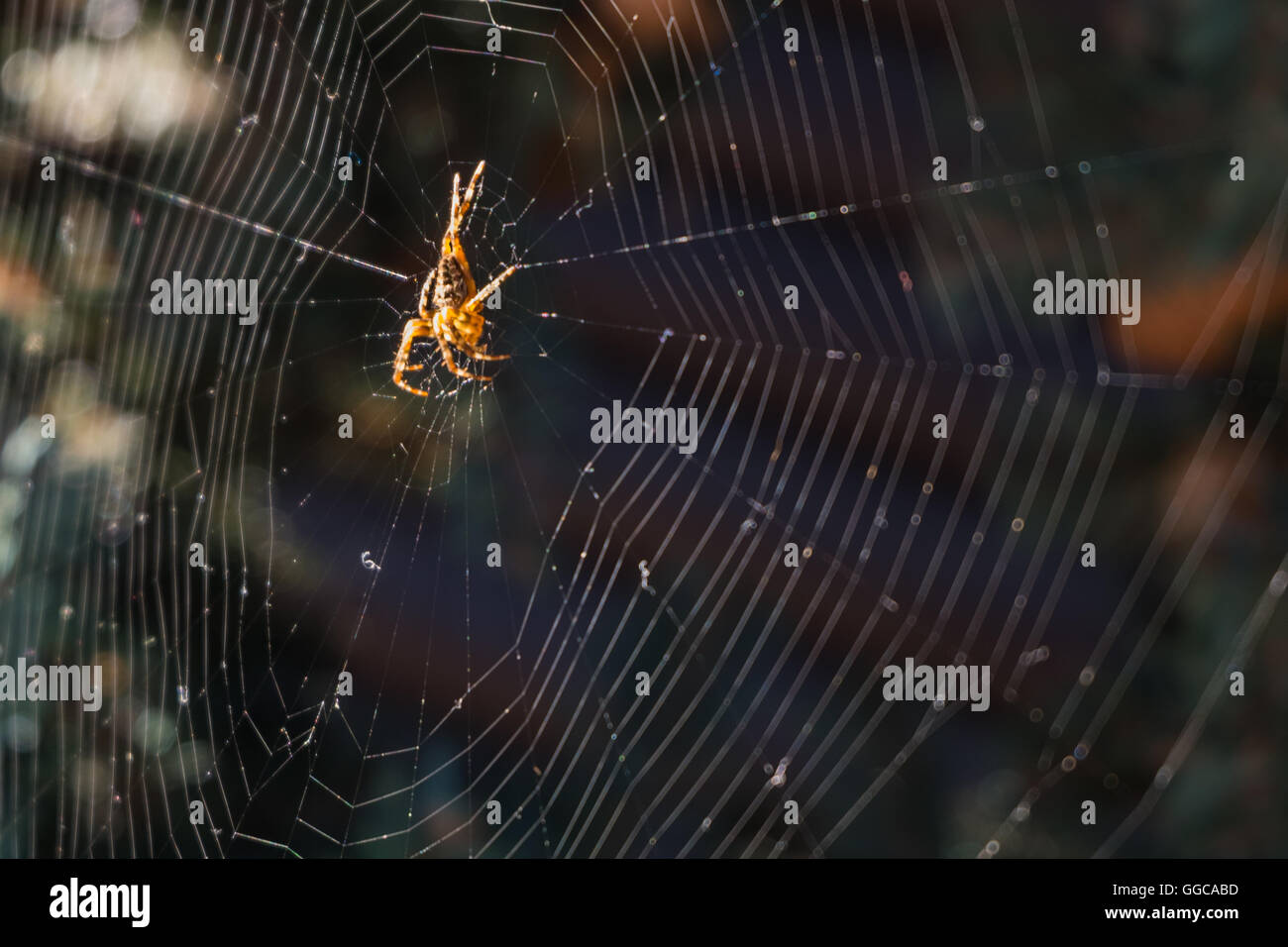 Spinne im Netz in Kiefer Naturgarten. Großaufnahme, Makro Stockfoto