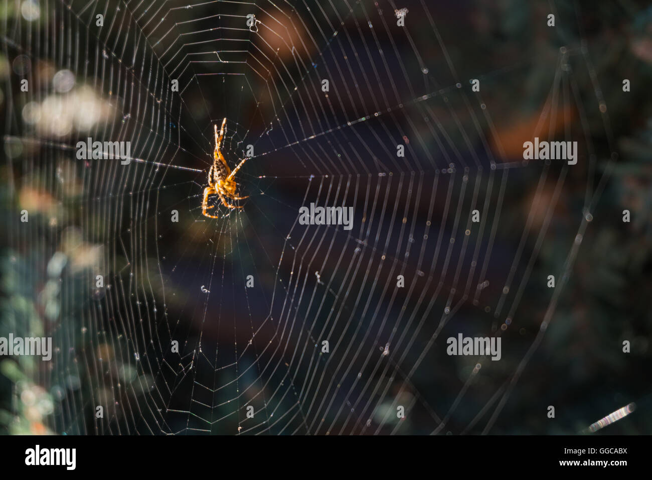 Spinne im Netz in Kiefer Naturgarten. Großaufnahme, Makro Stockfoto