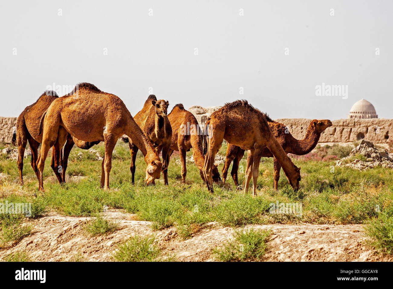 Geographie/Reisen, Turkmenistan, Merv, dromedare vor der alten Stadtmauer, Additional-Rights - Clearance-Info - Not-Available Stockfoto