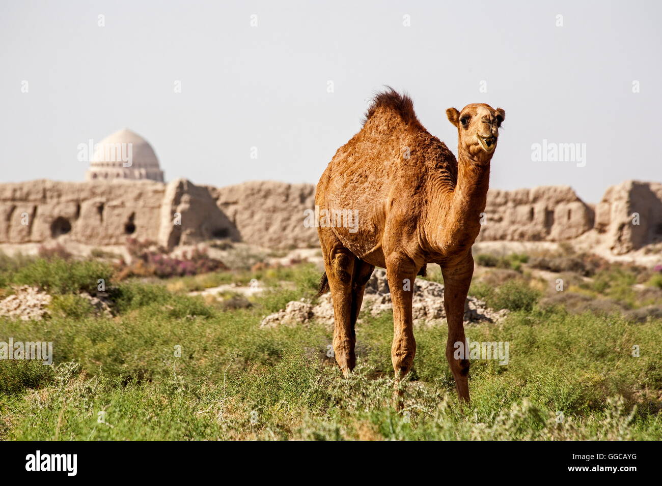 Geographie/Reisen, Turkmenistan, Merv, Dromedar vor der alten Stadtmauer, Additional-Rights - Clearance-Info - Not-Available Stockfoto