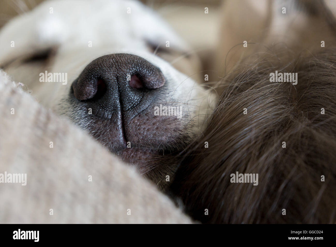 Schlafender Hund mit schwarzer Nase auf Schnarchen Stockfoto