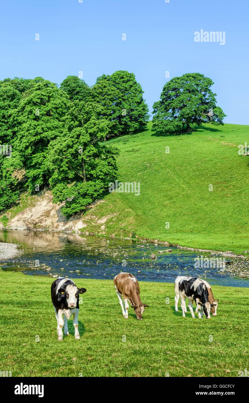 Rinder im Feld neben River Bela in Cumbria, England Stockfoto