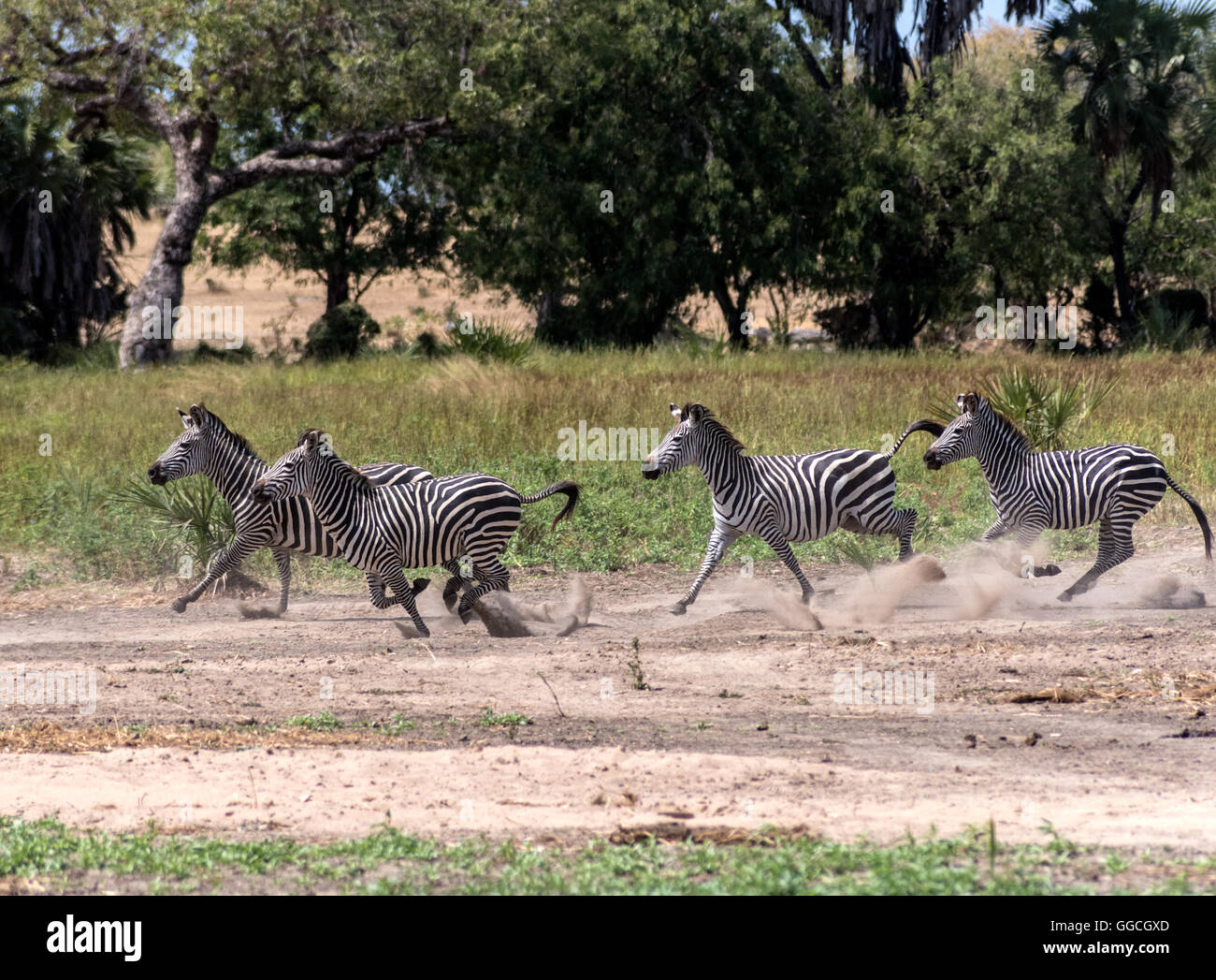 Eine Herde von Burchell Zebra Panik in der Nähe von Lake Manze in Tansania Stockfoto