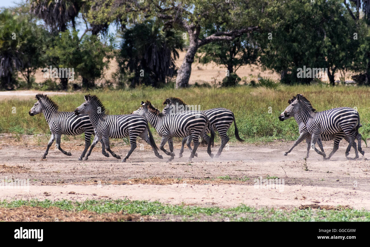 Eine Herde von Burchell Zebra Panik in der Nähe von Lake Manze in Tansania Stockfoto