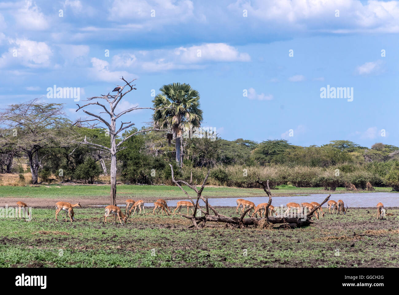 Spießen Sie neben See Manze in The Selous game Reserve-Tansania auf Stockfoto
