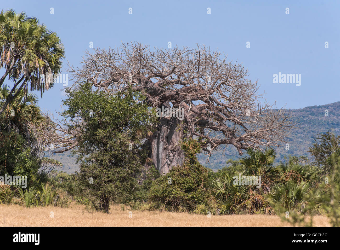 Baobab-Baum in das Selous Game Reserve-Tansania Stockfoto