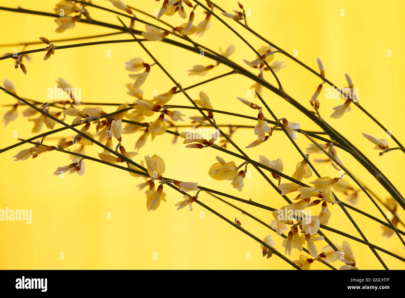 unbeschwerte gelben Ginster ergibt sich Jane Ann Butler Fotografie JABP1523 Stockfoto