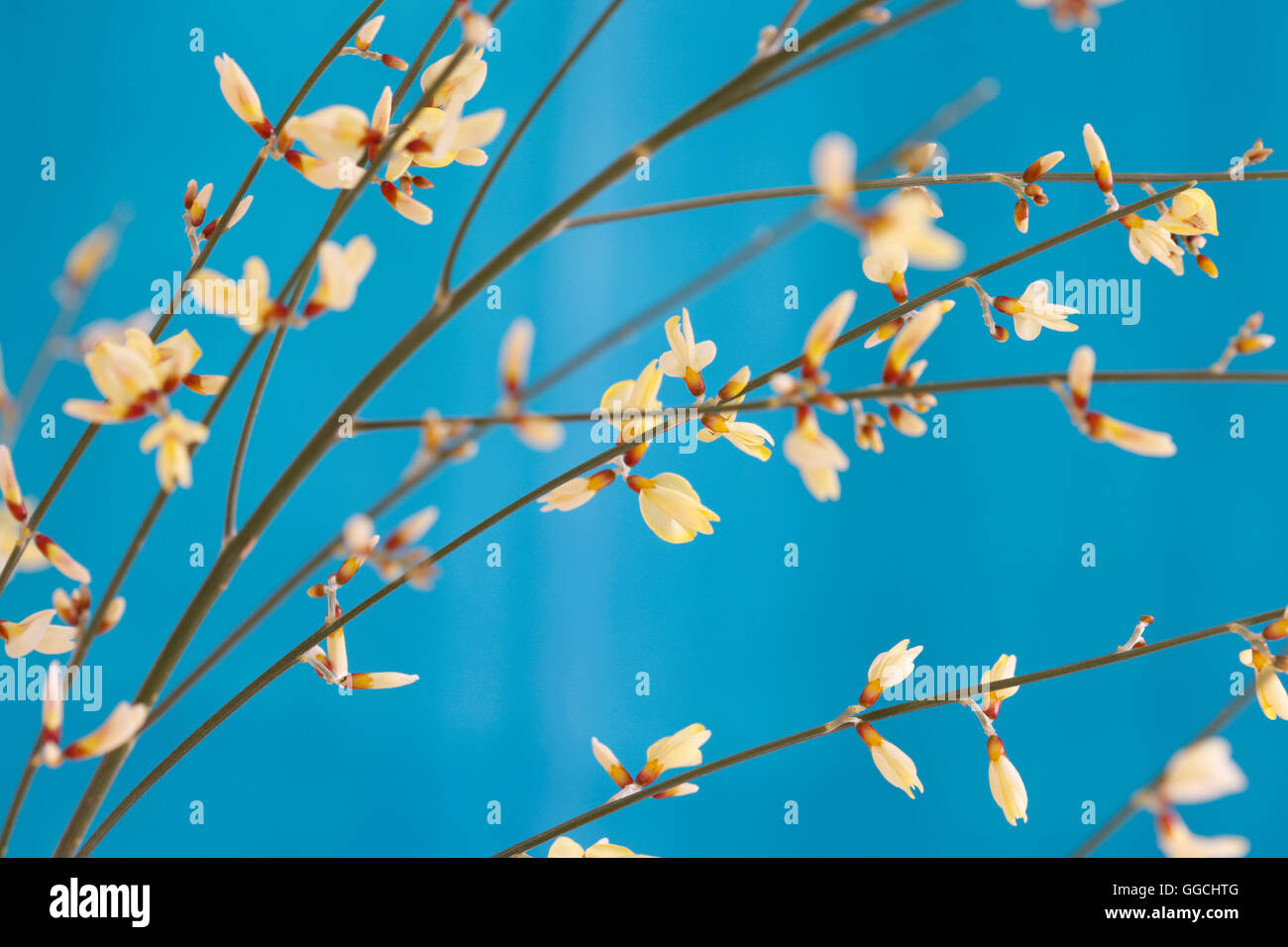 unbeschwerte gelben Ginster ergibt sich Jane Ann Butler Fotografie JABP1515 Stockfoto