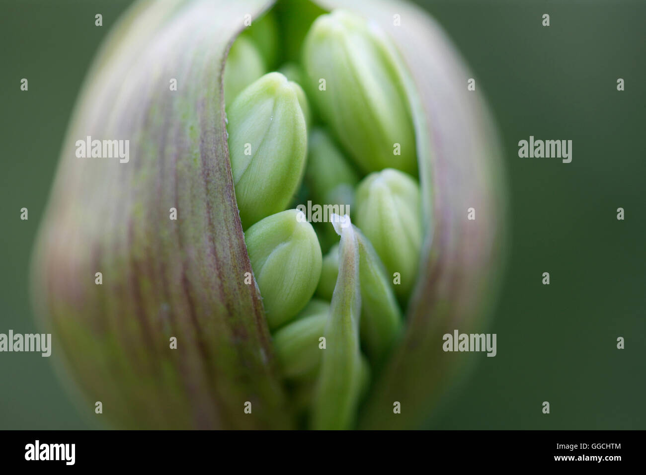 Agapanthus Samenkapsel voller Natur Energie Jane Ann Butler Fotografie JABP1536 Stockfoto