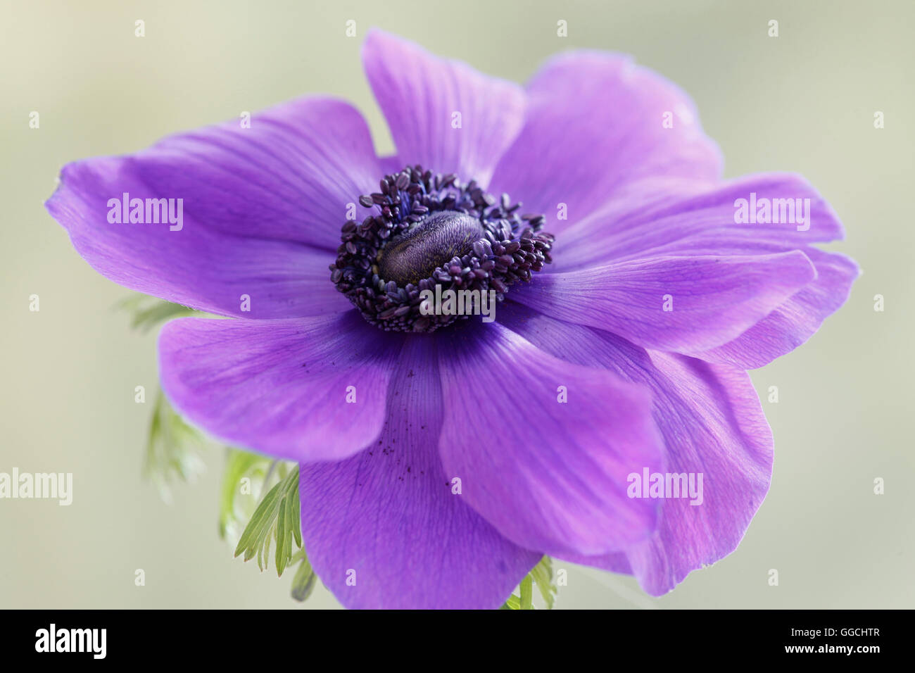 eine einzelne lila Anemone Blumenstilleben Jane Ann Butler Fotografie JABP1517 Stockfoto