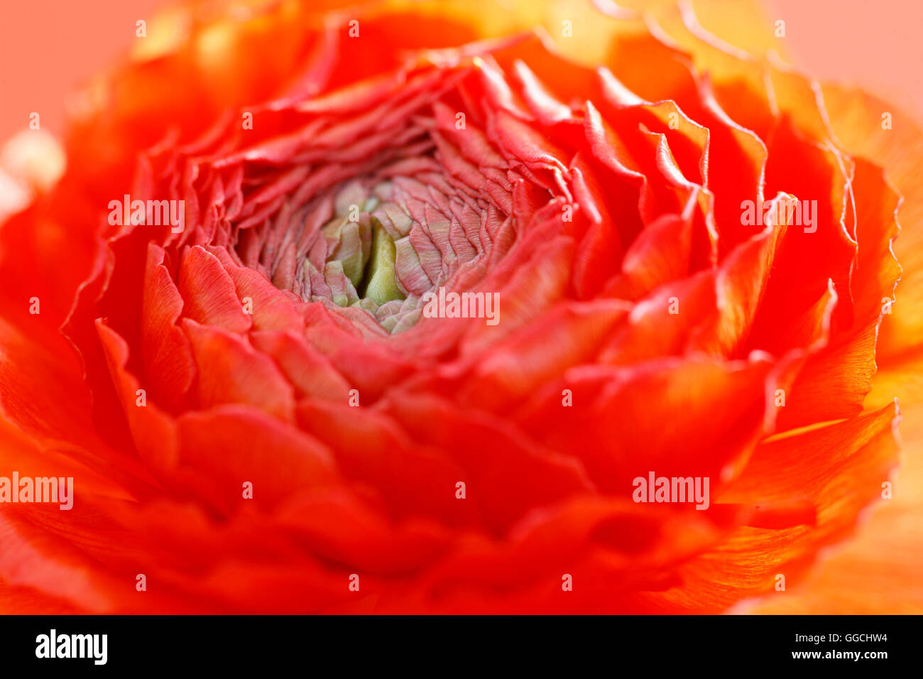 lebendige, Sommer Ranunkeln Blume rothaarig Jane Ann Butler Fotografie JABP1521 Stockfoto