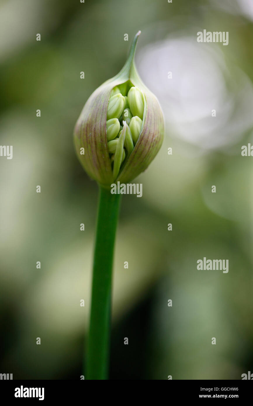 Agapanthus Samenkapsel voller Natur Energie Jane Ann Butler Fotografie JABP1535 Stockfoto