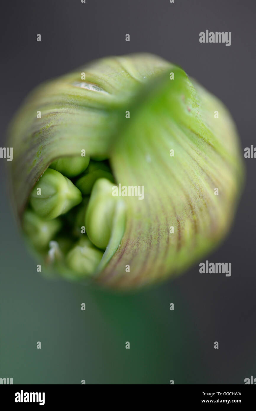 Agapanthus Samenkapsel voller Natur Energie Jane Ann Butler Fotografie JABP1537 Stockfoto