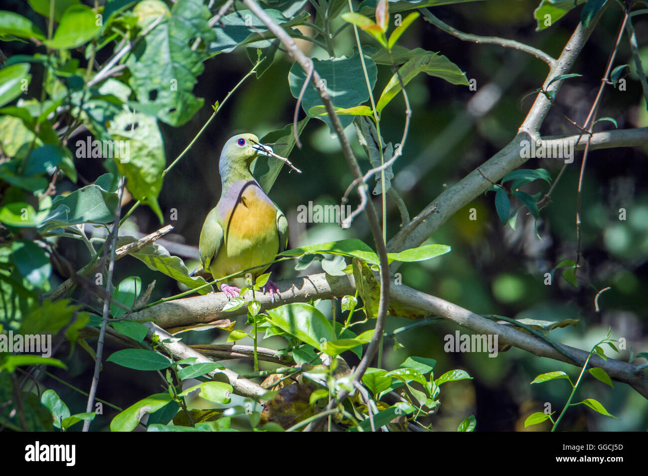 Hanuman-Languren in Bardia Nationalpark, Nepalspecie Semnopithecus Entellus Familie Cercopithecidae Stockfoto