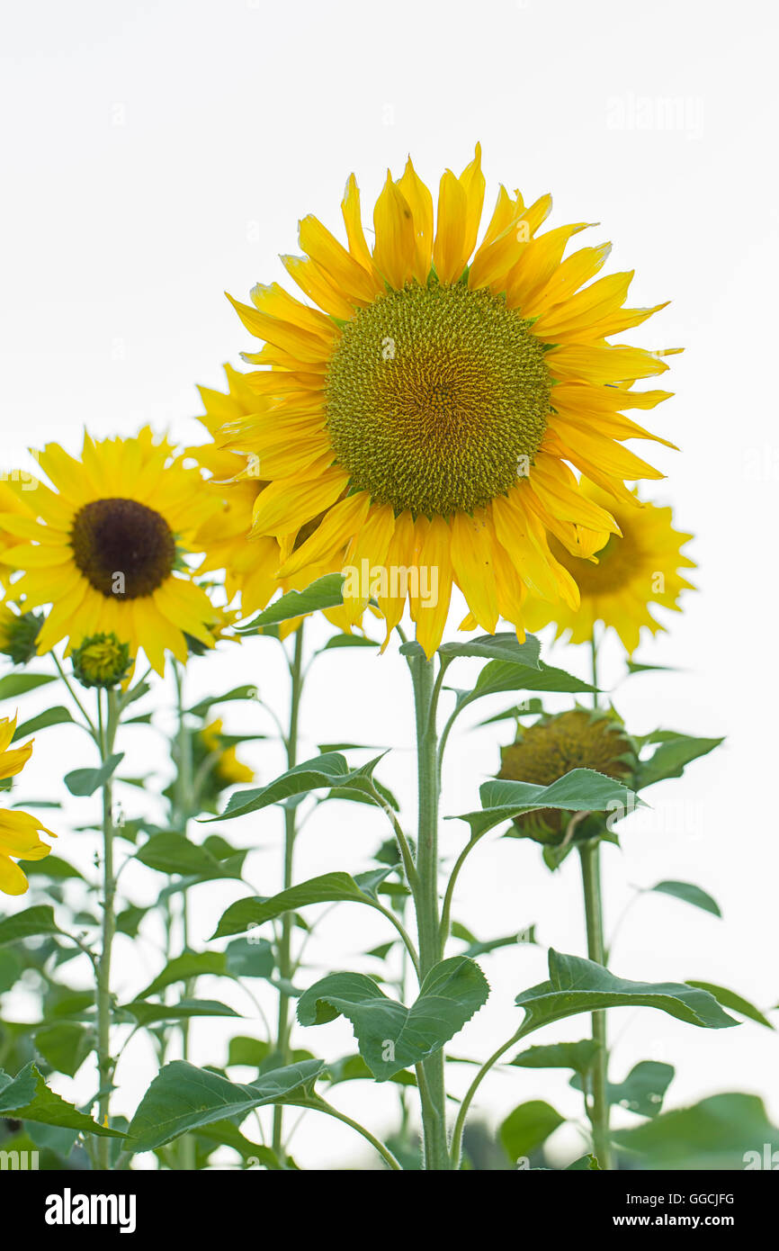 Große gelbe Sonnenblumen. Stockfoto