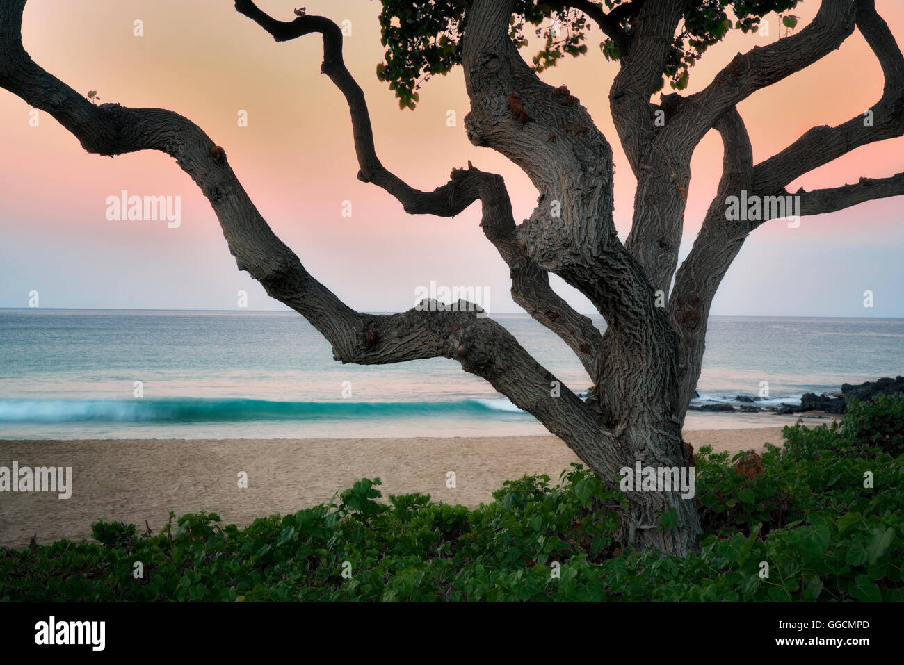 Baum und Welle. Hapuna Beach in der Nähe. Hawaii, Insel Stockfoto