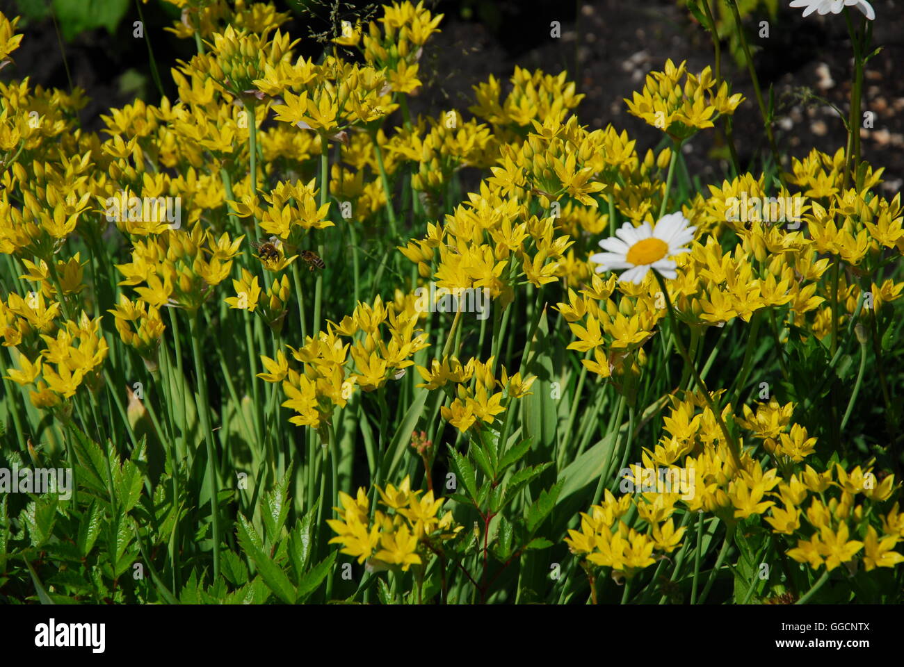 Goldener Knoblauch, Allium Moly, Blossom Allium Stockfoto