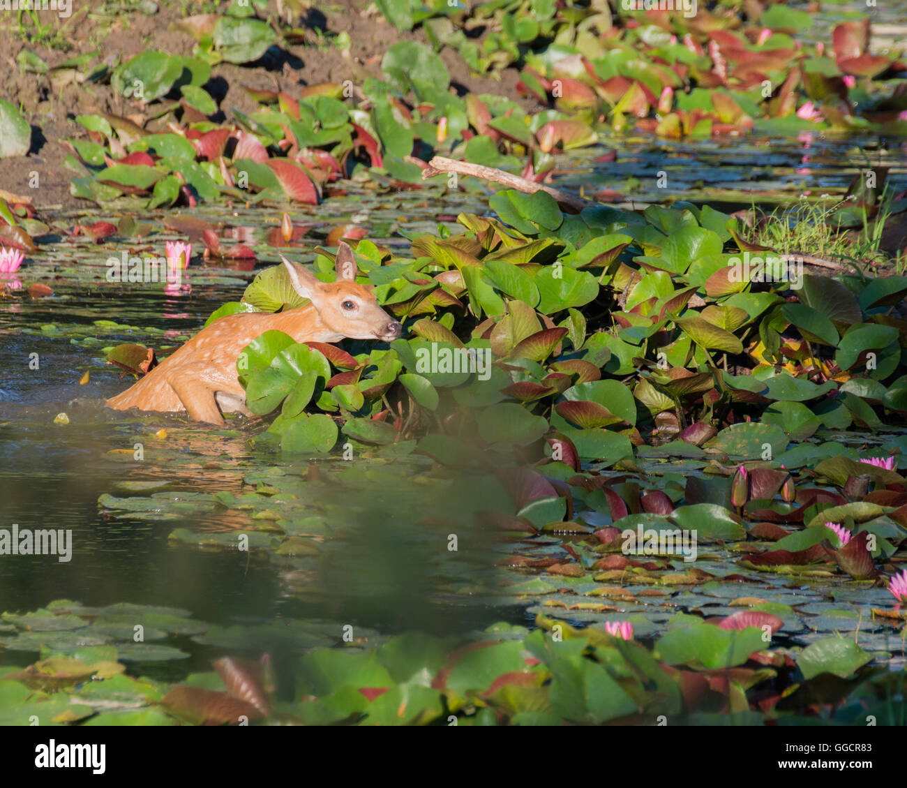 Whitetail Deer Fawn stecken in einem Sumpf. Stockfoto