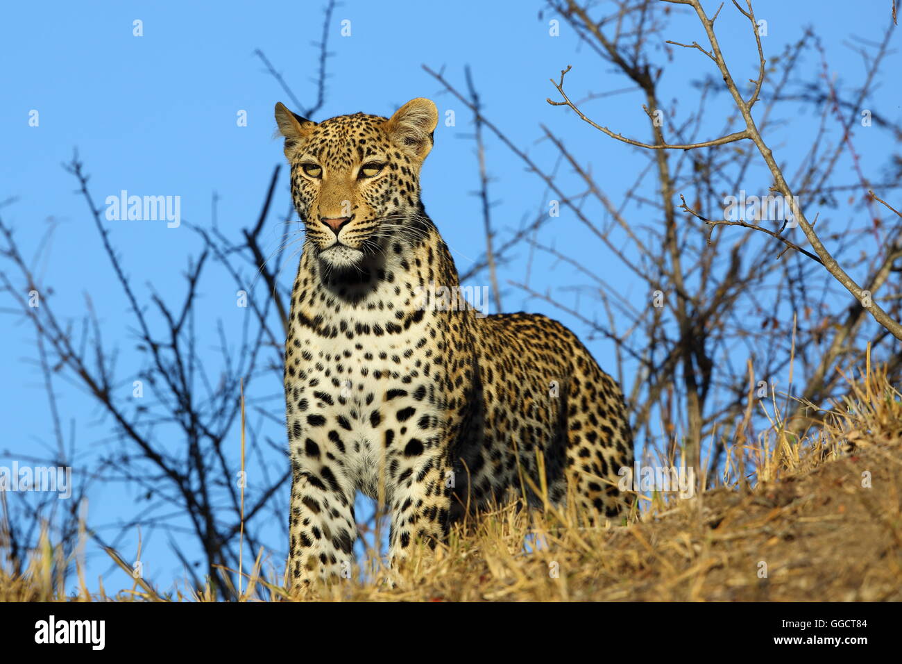 Der leopard Stockfoto