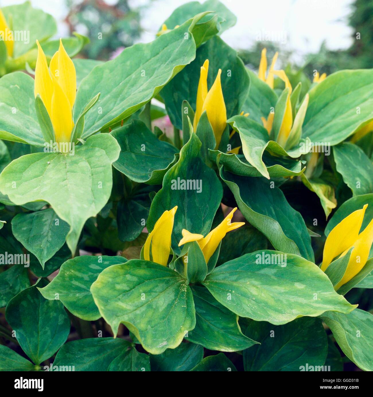 Trillium Luteum AGM ALP011562 Stockfoto