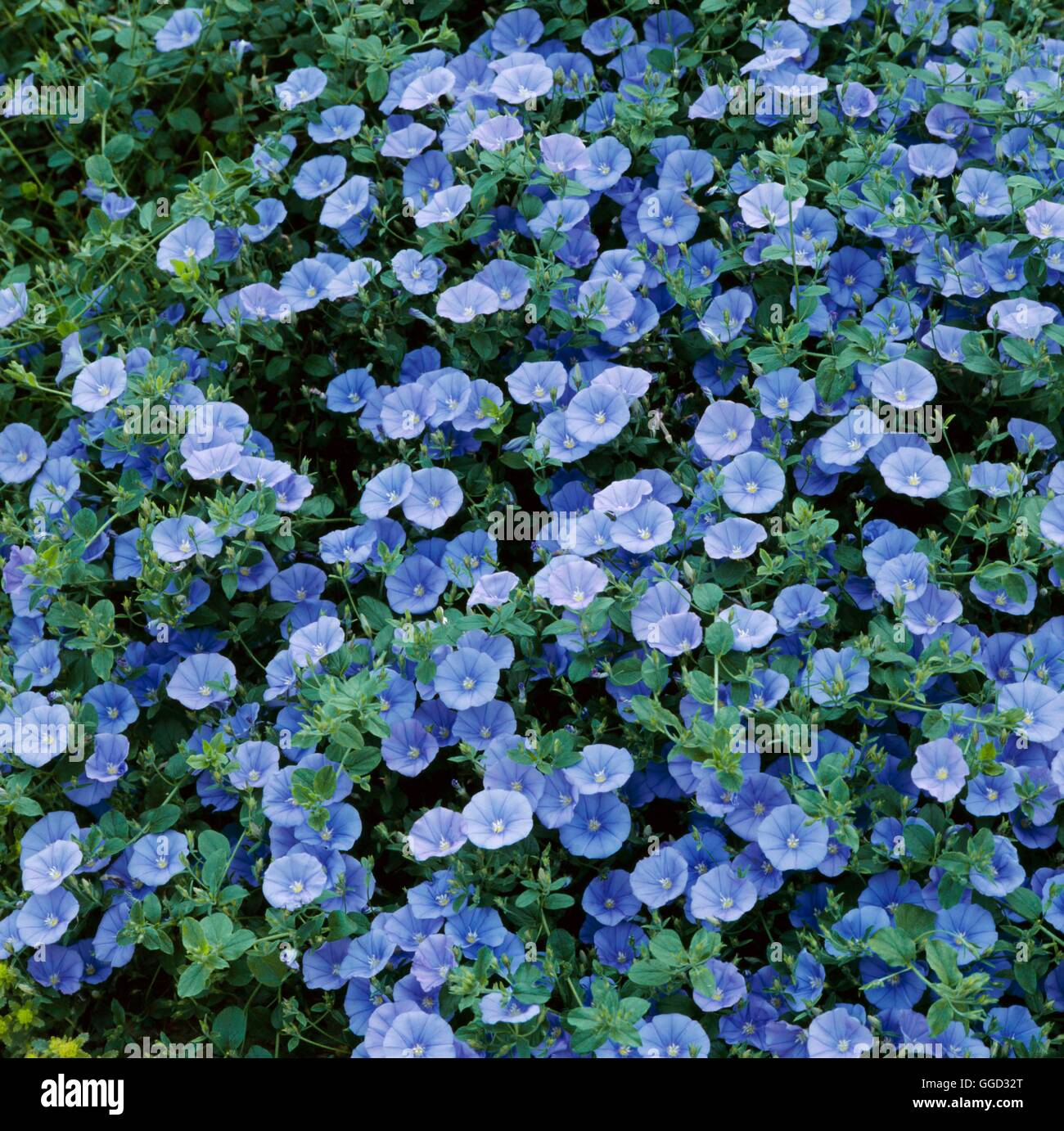 Convolvulus Sabatius AGM ALP023262 Stockfoto