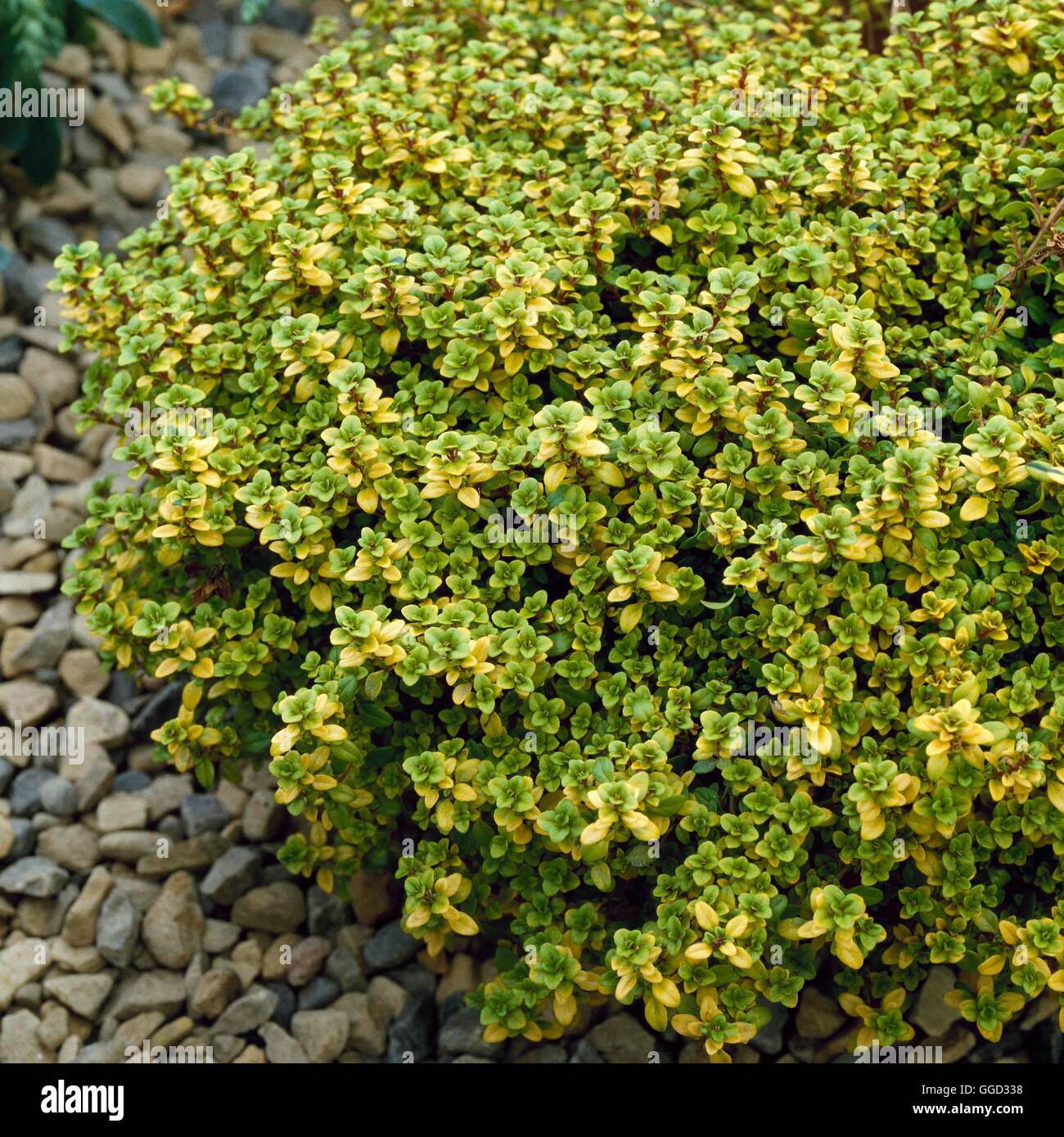 Thymus Pulegioides - "Bogenschütze's Gold" (Syn. T X citriodorus 'Bogenschütze's Gold') ALP024510 Fotos H Stockfoto