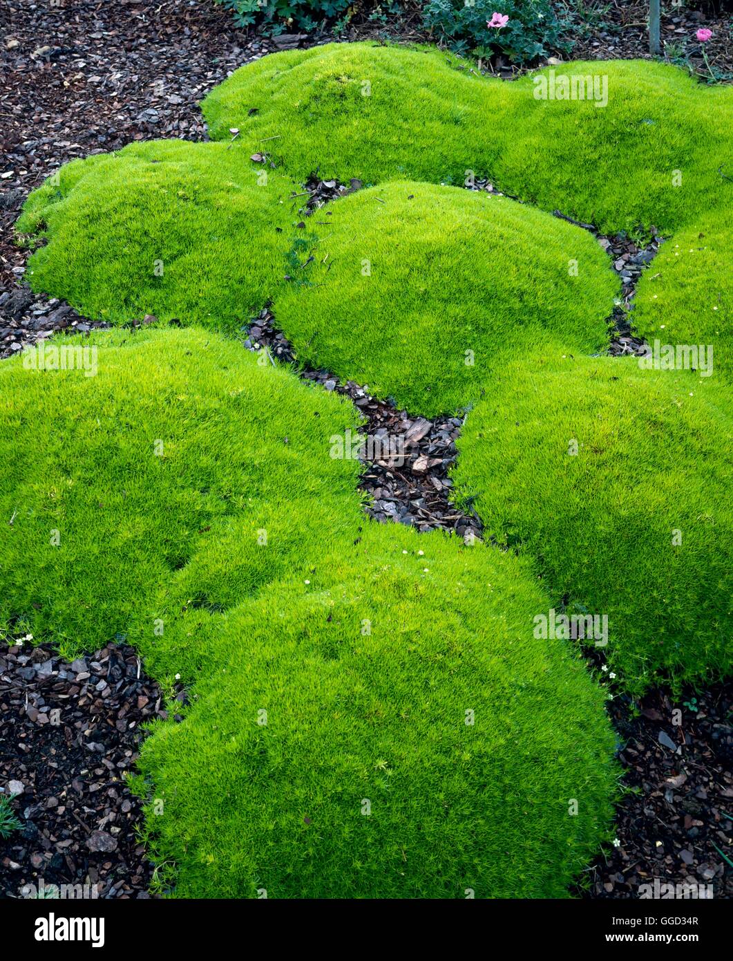 Sagina Subulata - Lot De 6 Plantes Couvre-sol - Hauteur 10-25cm, Pot Ø9cm - Tapis Vert Résistant Au Piétinement, Pour Bordures Et Jardins