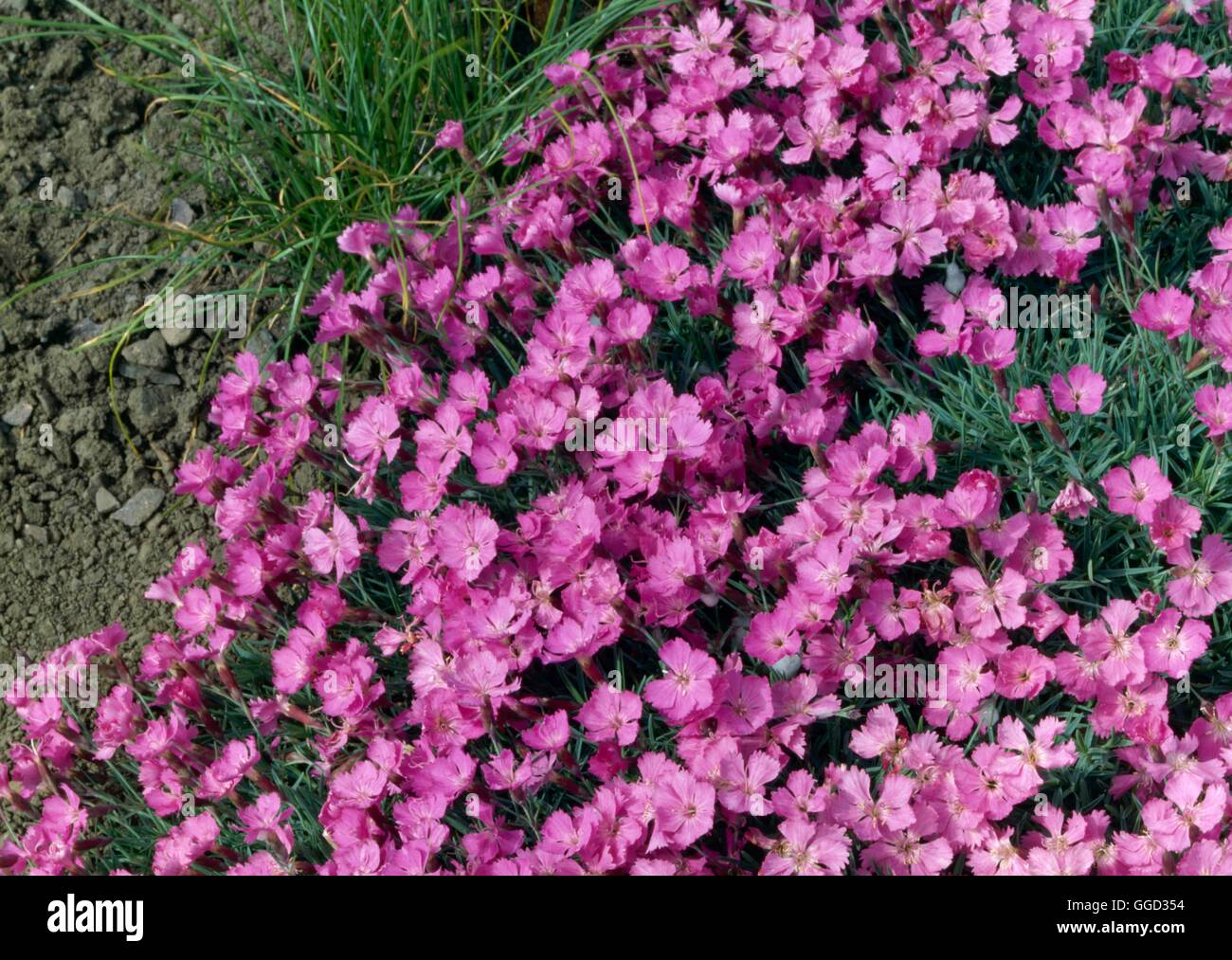 Dianthus X arvernensis ALP036916 Stockfoto