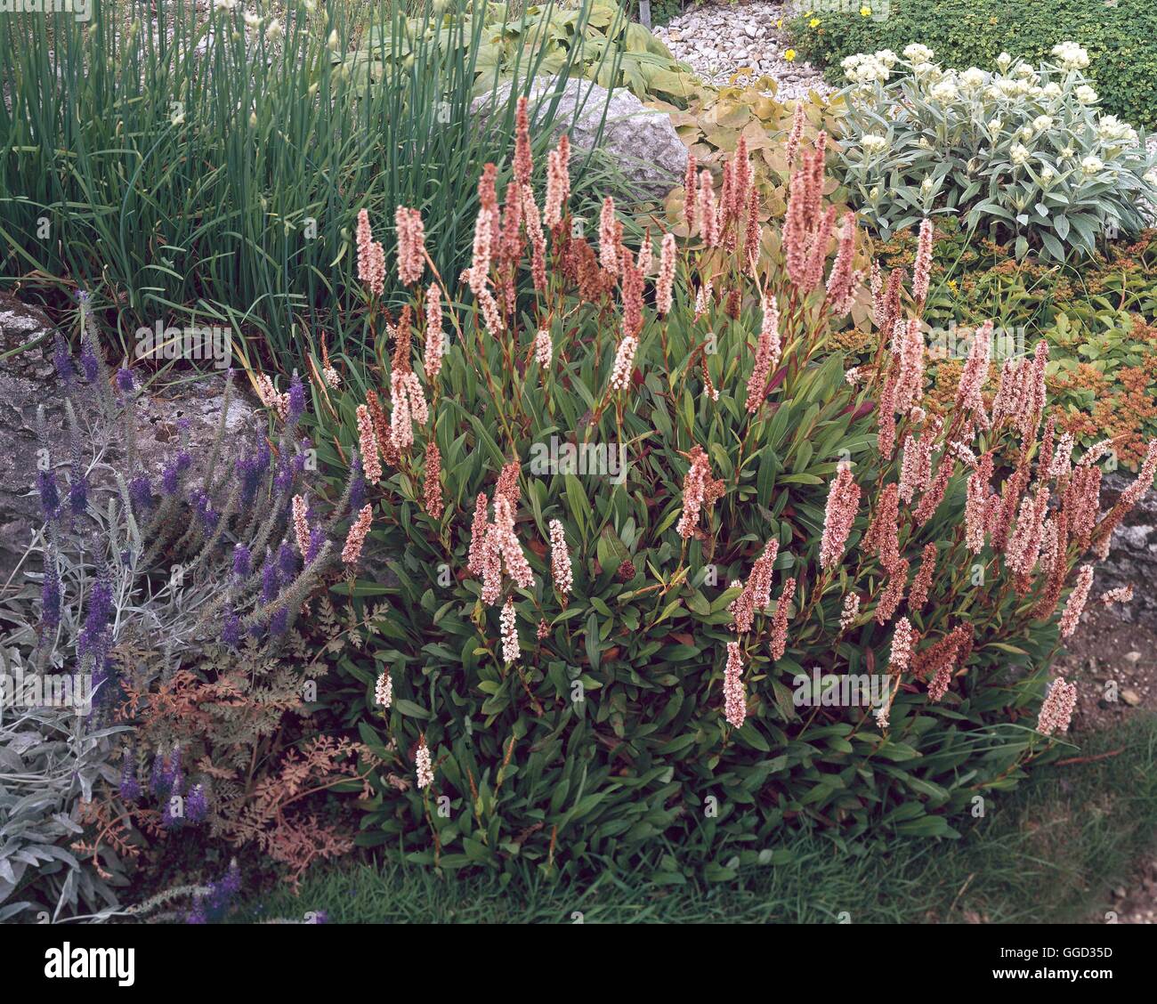 Persicaria Affinis - (SY Polygonum affine) ALP037227 Stockfoto