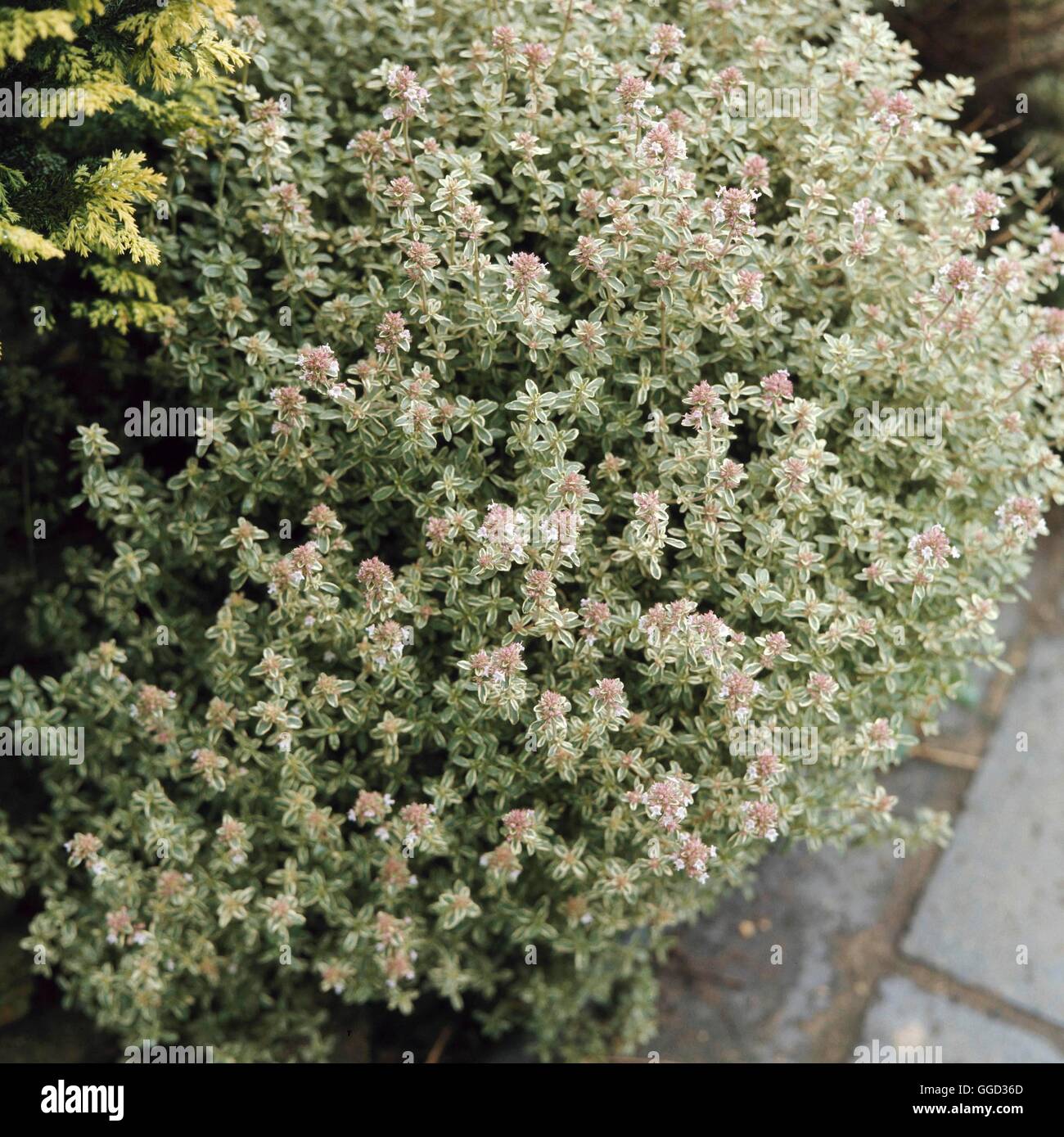 Thymus Vulgaris - "Silver Posie" ALP041790 Stockfoto