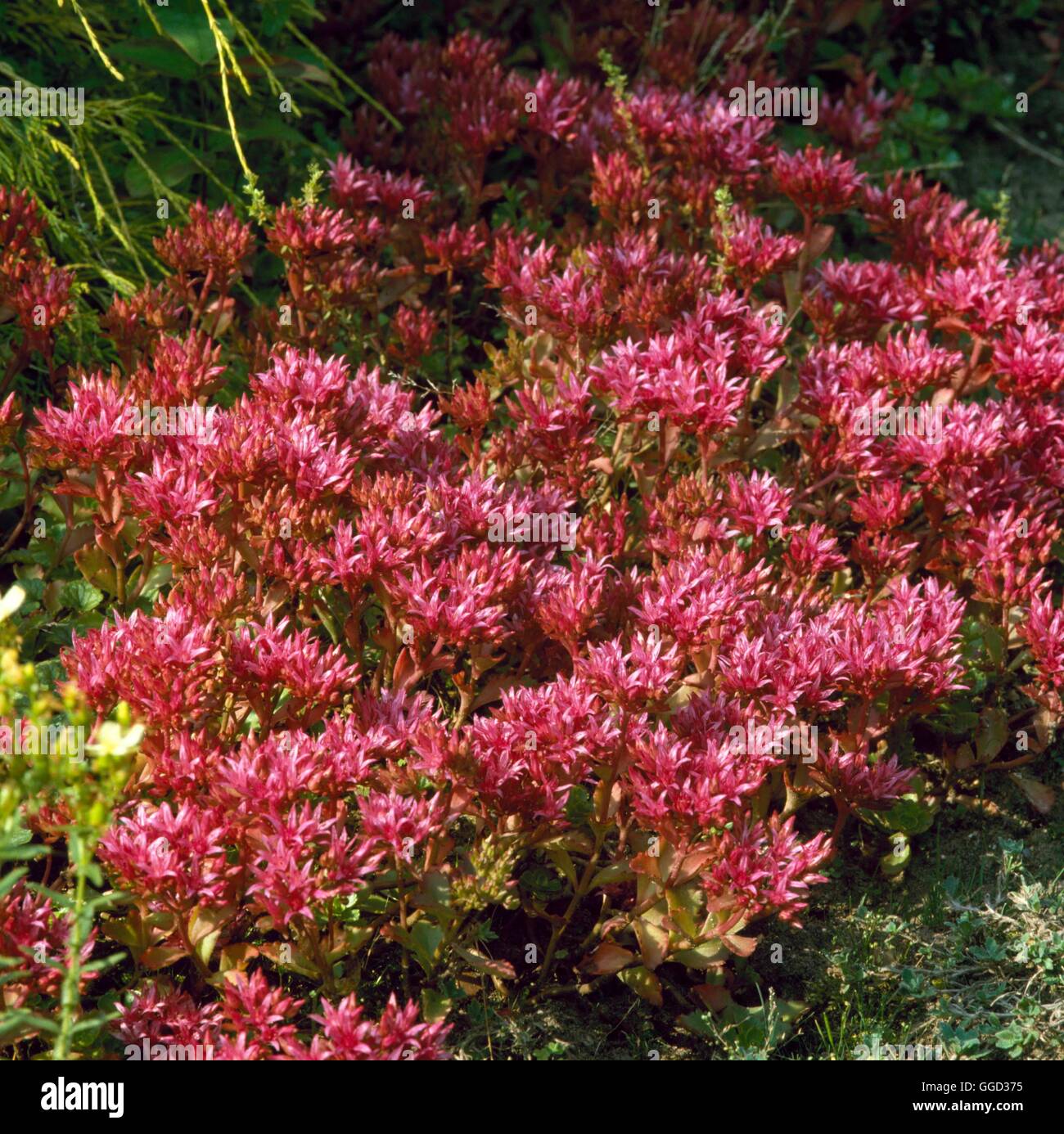 Sedum Spurium ALP044975 Stockfotografie Alamy