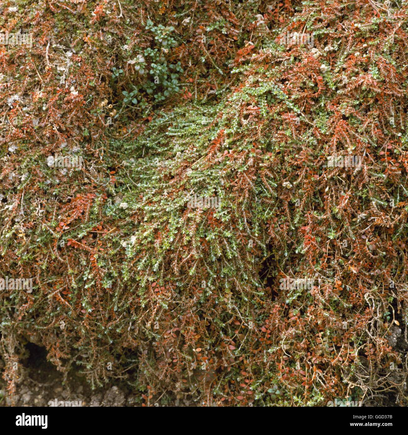 Paronychia Kapela - Subspecies Serpyllifolia ALP047316 Stockfoto