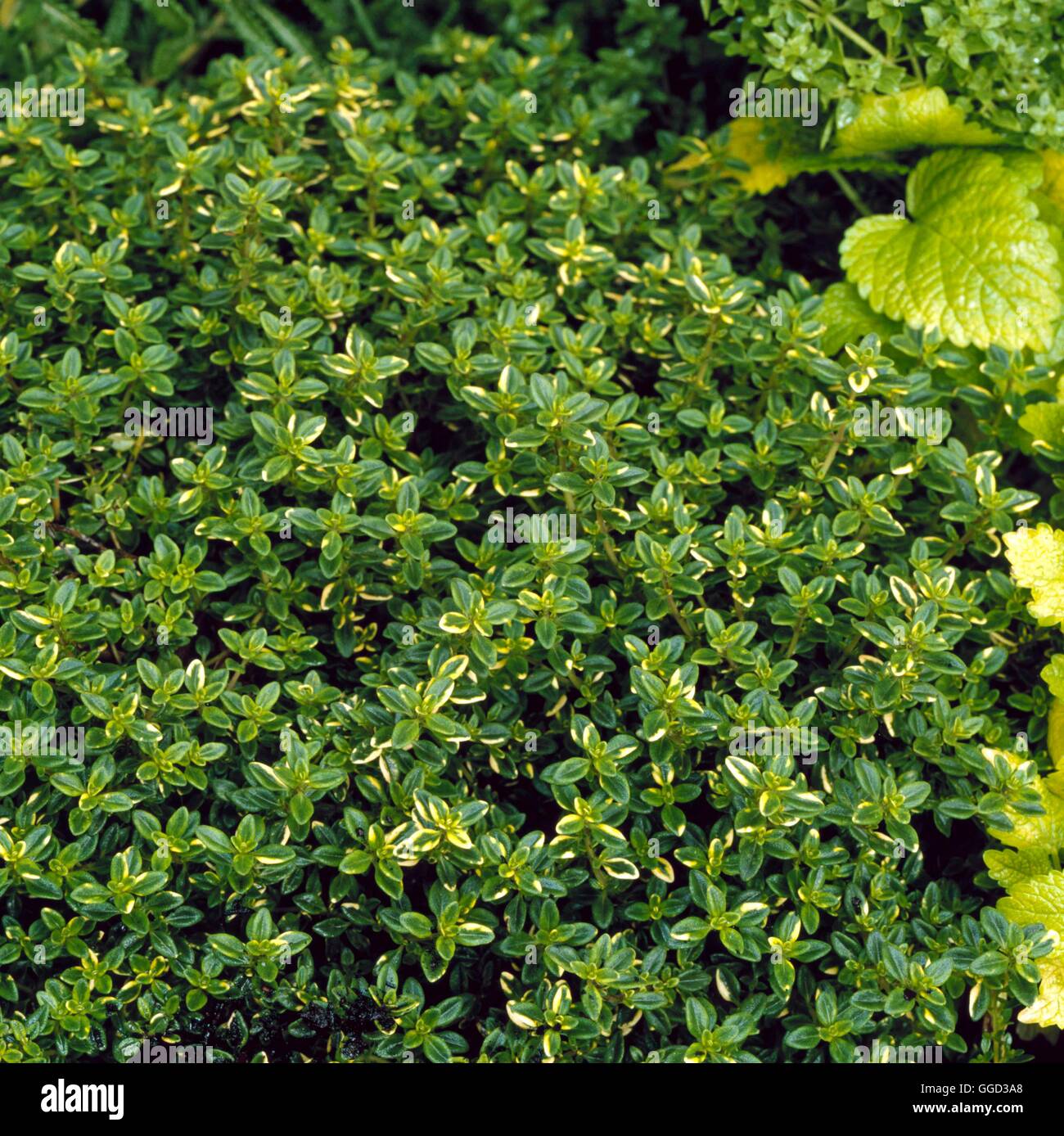 Thymus Citriodorus - "Goldene Zitrone" ALP079568 Stockfoto