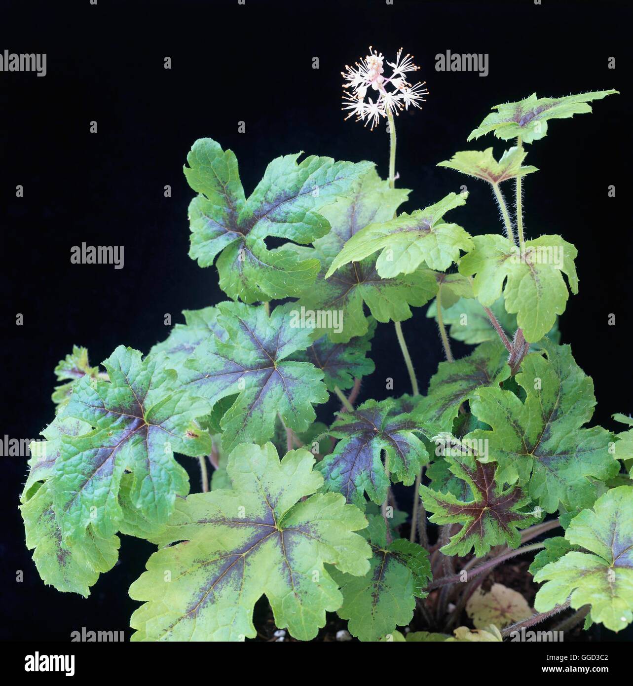 Tiarella - "Jeepers Creepers" ALP108547 Stockfoto