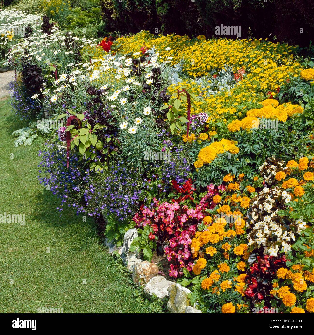 Jährliche Bettwäsche - mit Begonien Ringelblumen Lobelia Argyranthemum Tagetes Amaranthus und Perilla ANG038364 Frühst Stockfoto