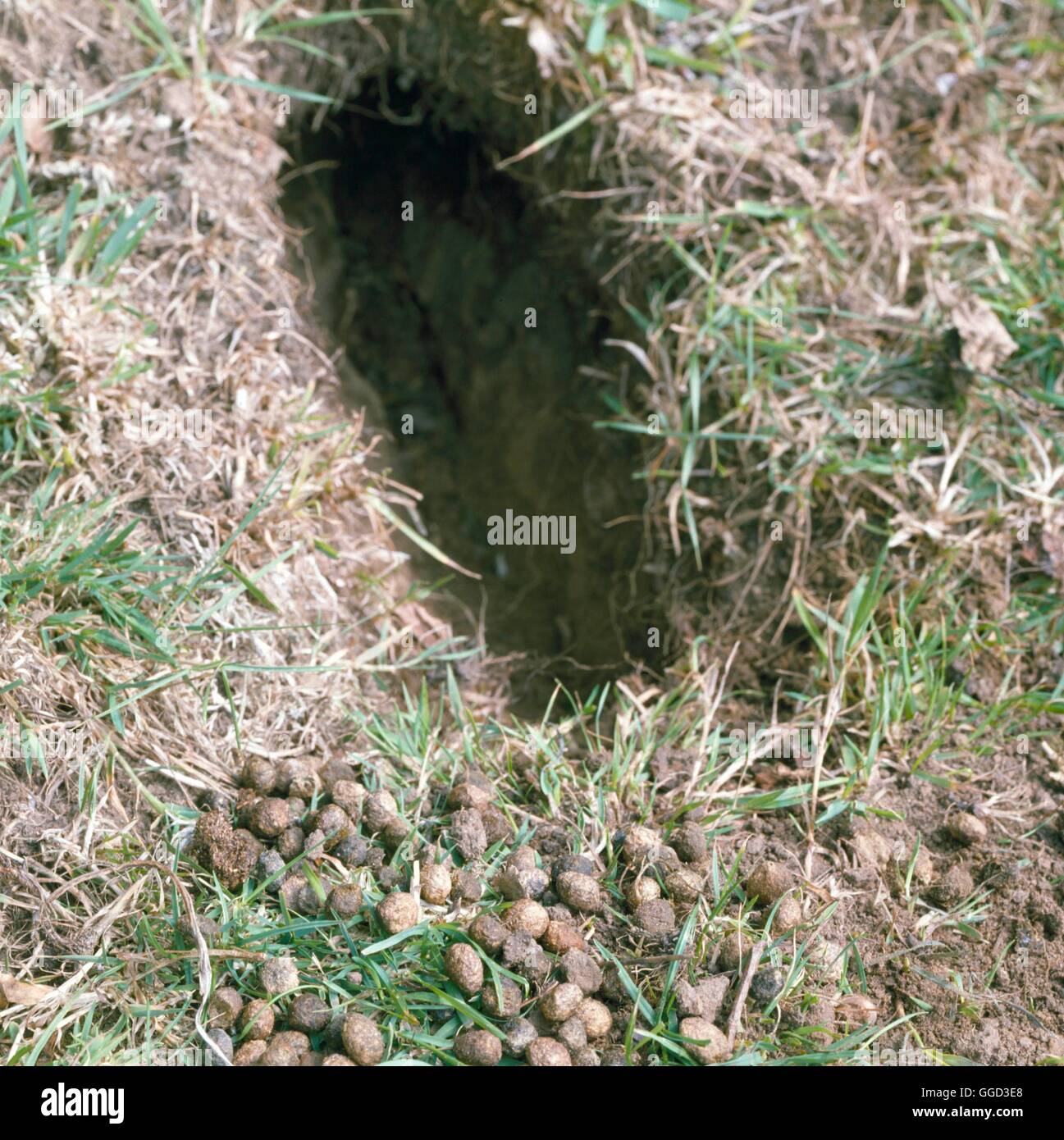 Tierische Schäden - Kaninchen-Loch-ANI067906 Stockfoto