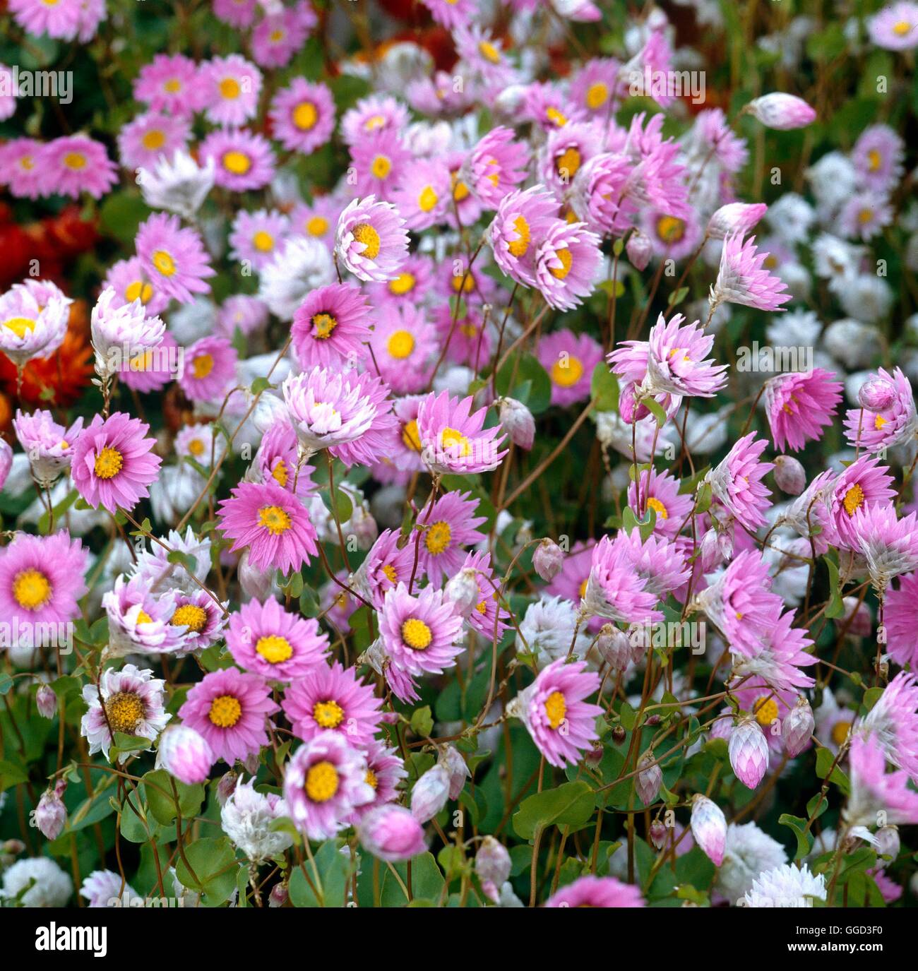 Rhodanthe Manglesii - (Syn Helipterum Manglesii) ANN011736 Stockfoto