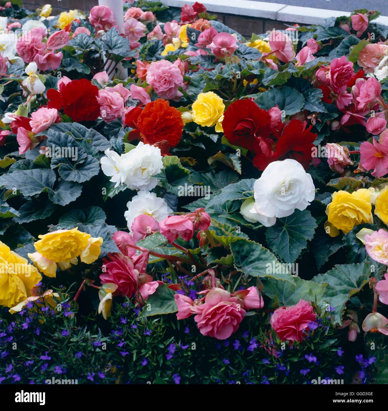 Begonia X tuberhybrida-Non-Stop Typ ANN025161 Stockfoto