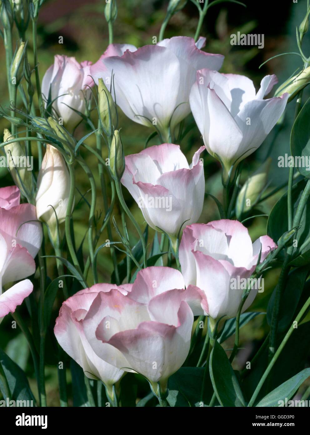 Eustoma Grandiflorum ANN057541 Stockfoto