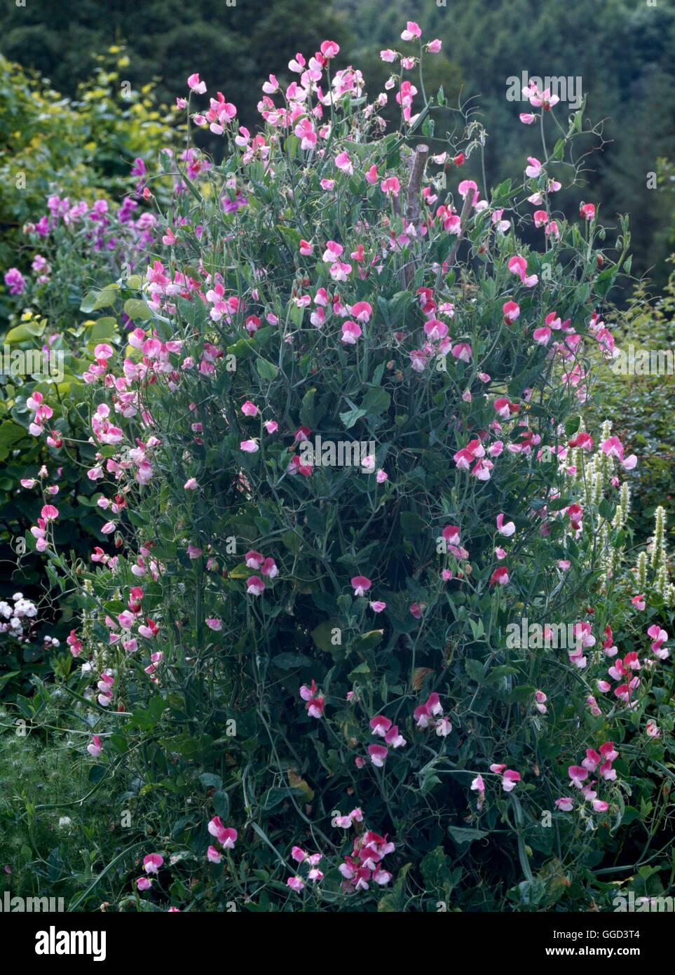 Sweet Pea - ANN072539 "Painted Lady" Stockfoto