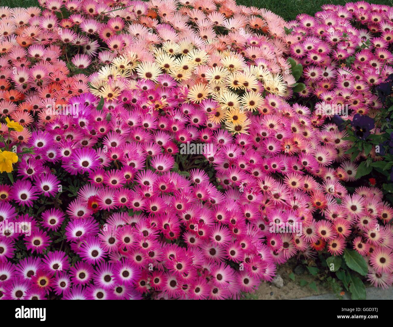 Mesembryanthemum Criniflorum - Livingstone Daisy ANN075963 Stockfoto