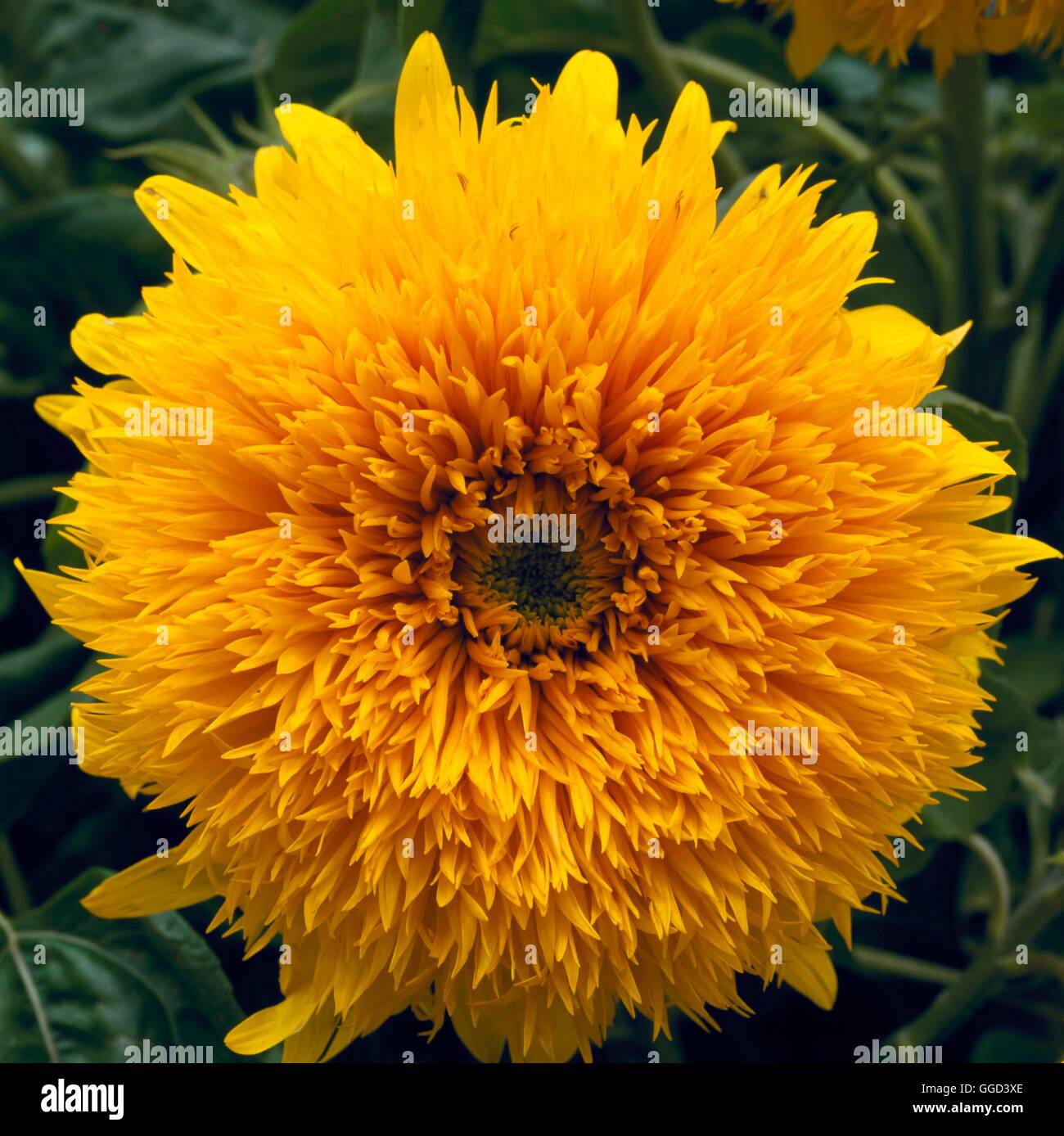 Sonnenblume - "Double Glanz" ANN091784 Stockfoto