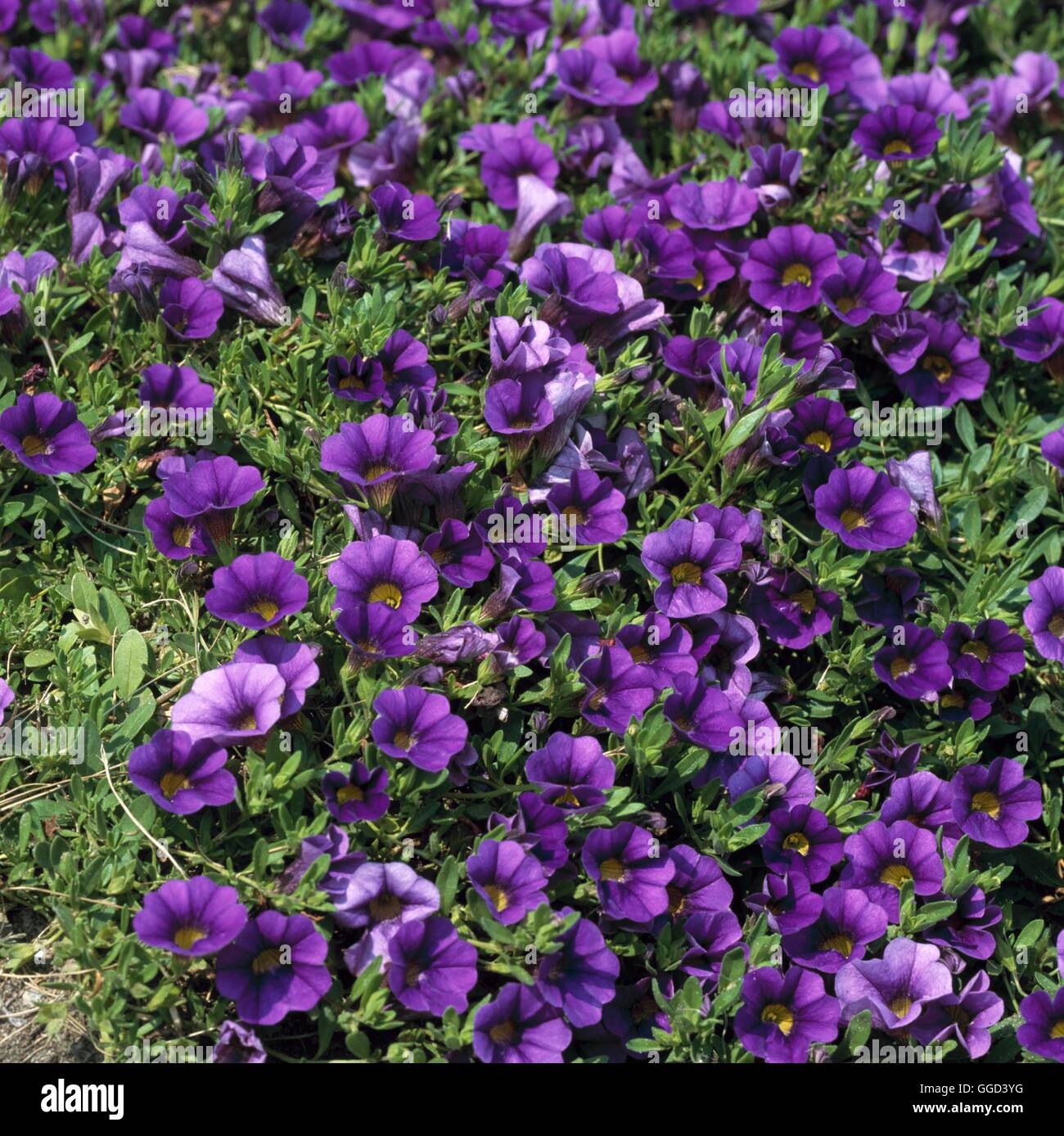 Calibrachoa - "Million Bells nachgestellte Blue" - (SY Petunia ' Million Bells nachgestellte blau") ANN103350 obligatorische Cre Stockfoto