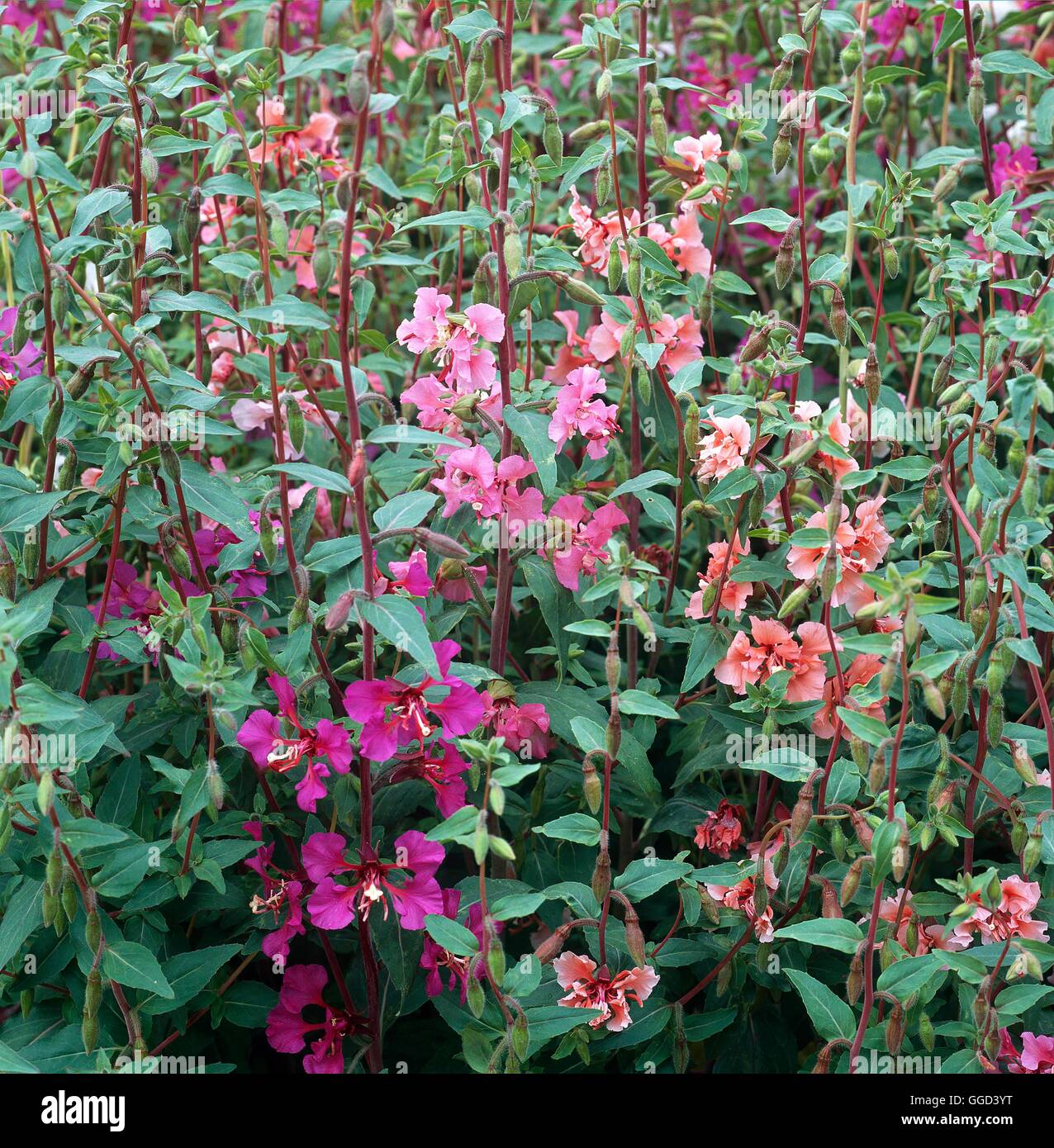 Clarkia elegans Fotos und Bildmaterial in hoher Auflösung Alamy