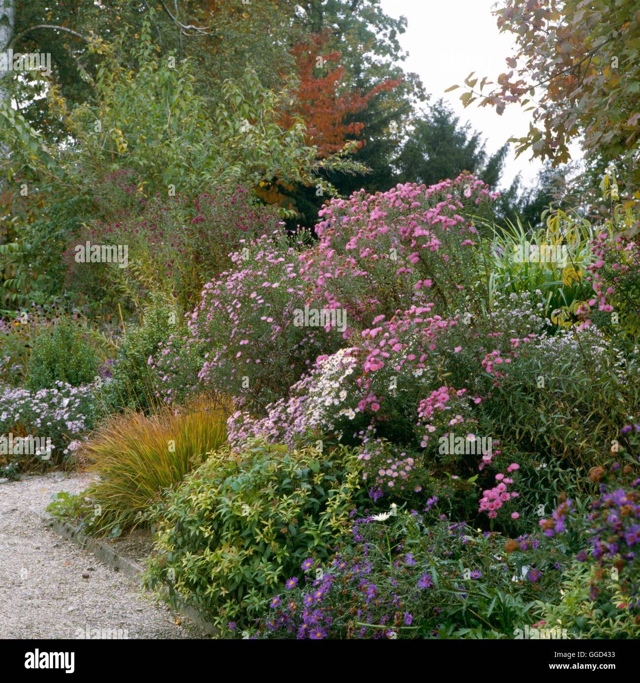 Herbst-Garten - mit Astern geben eine Darstellung der Farbe AUB046954 /Photosho Stockfoto