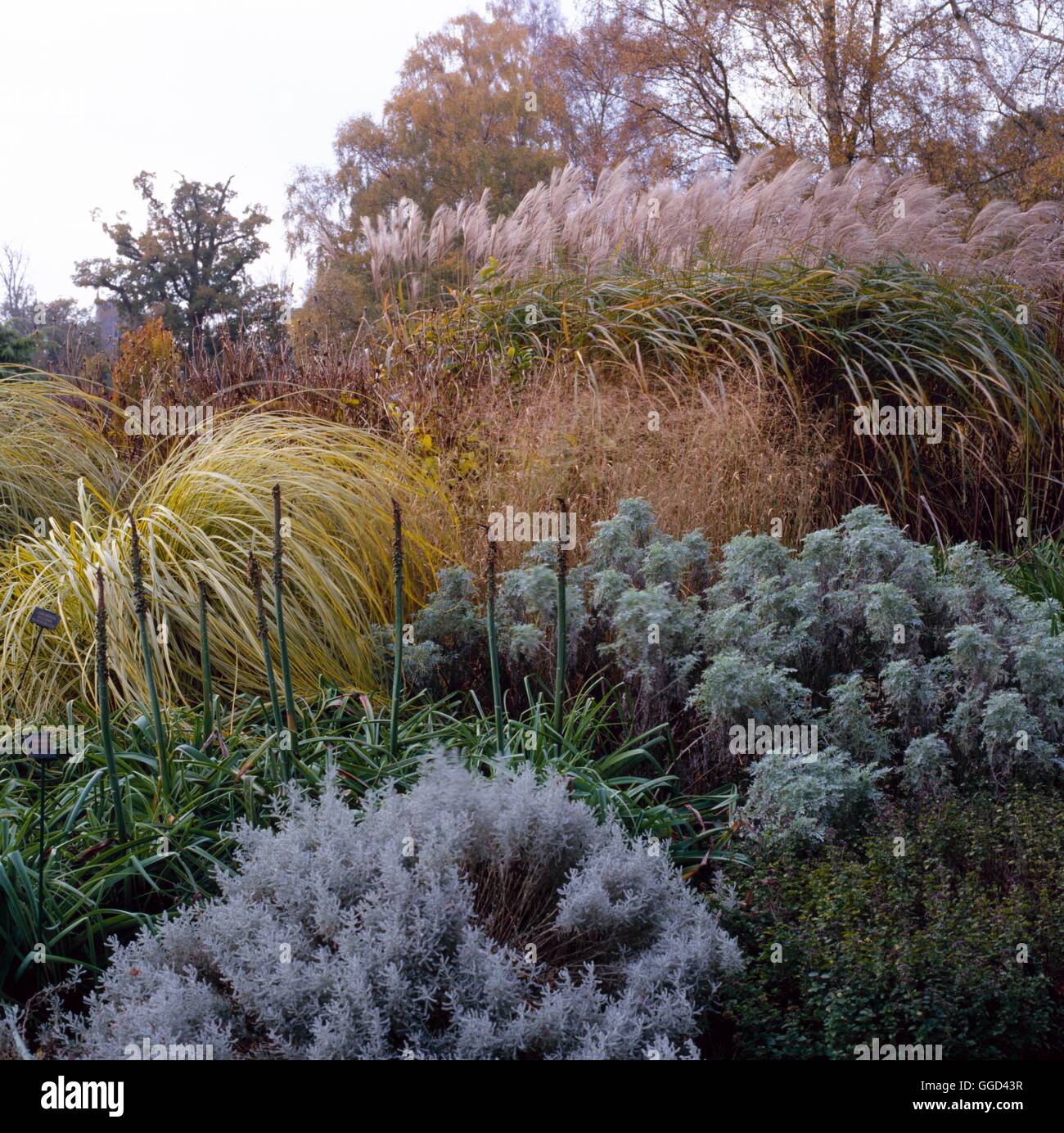 Herbst-Garten - im November (bitte Kredit: Fotos Gartenbau / Bressingham Gardens) AUB079654 Stockfoto