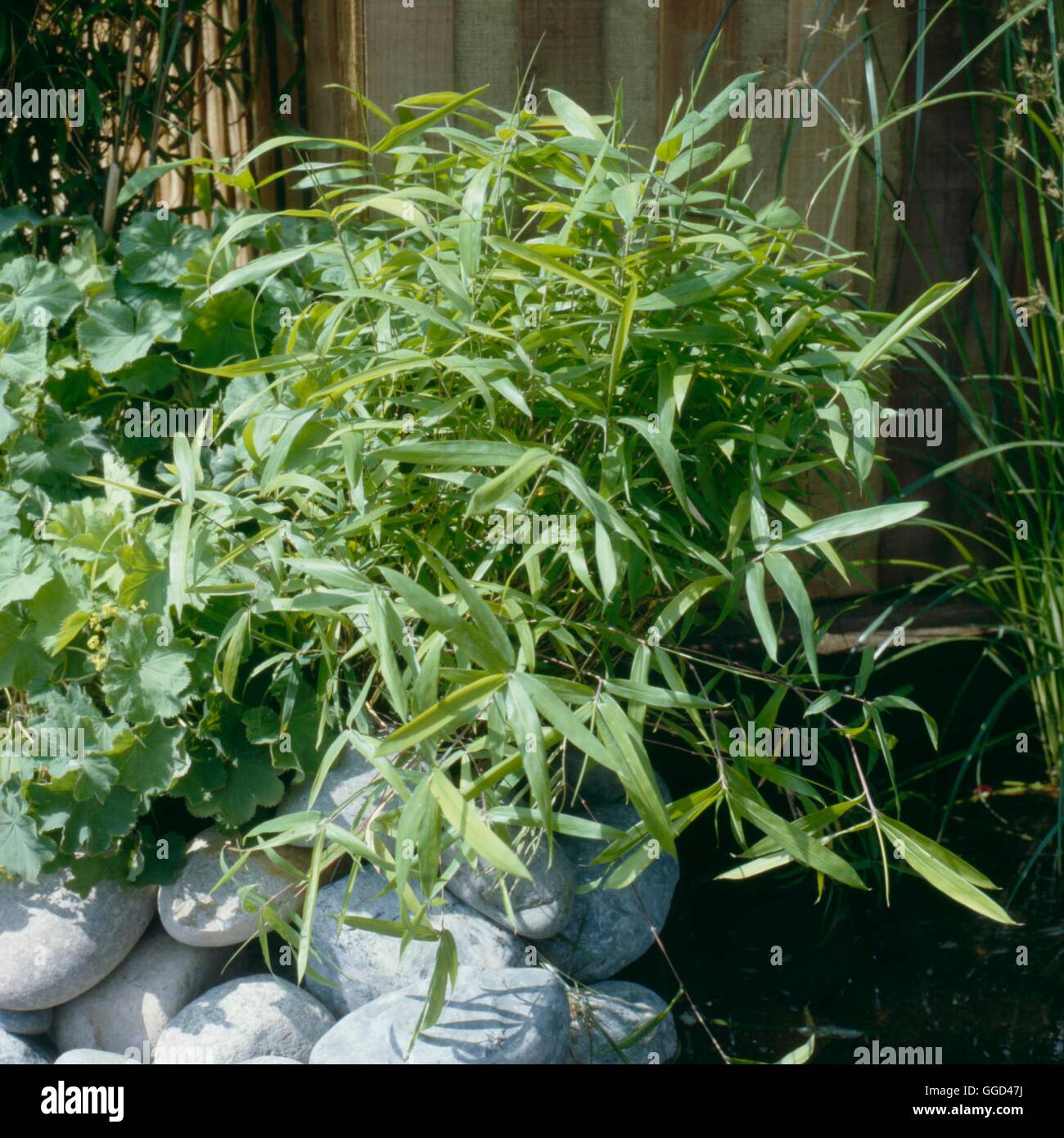 Fargesia Nitida - (bitte Credit: Fotos Hort / Landart Landschaftsbau) BAM050964 Fotos Stockfoto