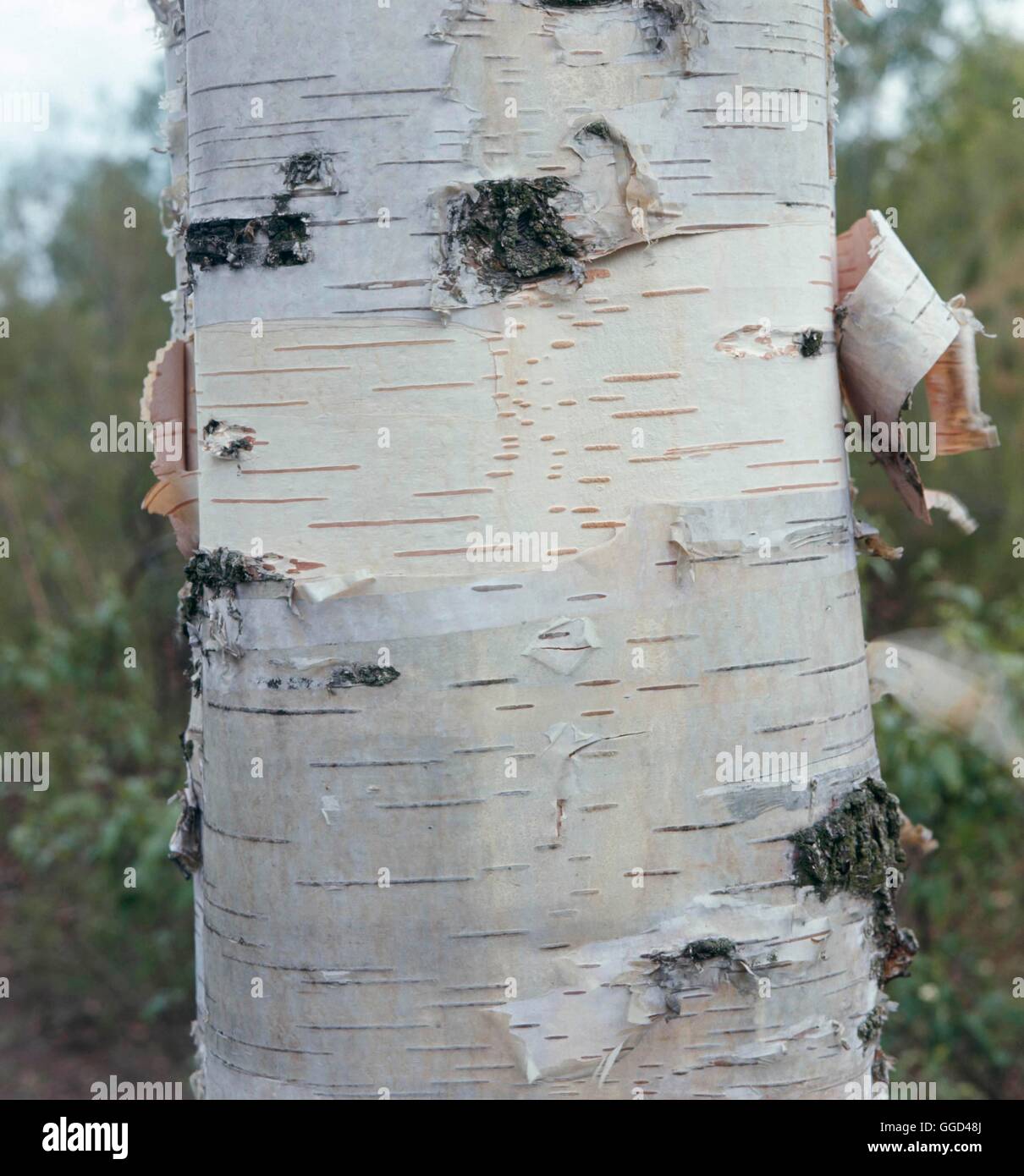 Rinde - Betula Ermanii BAR002863 Stockfoto