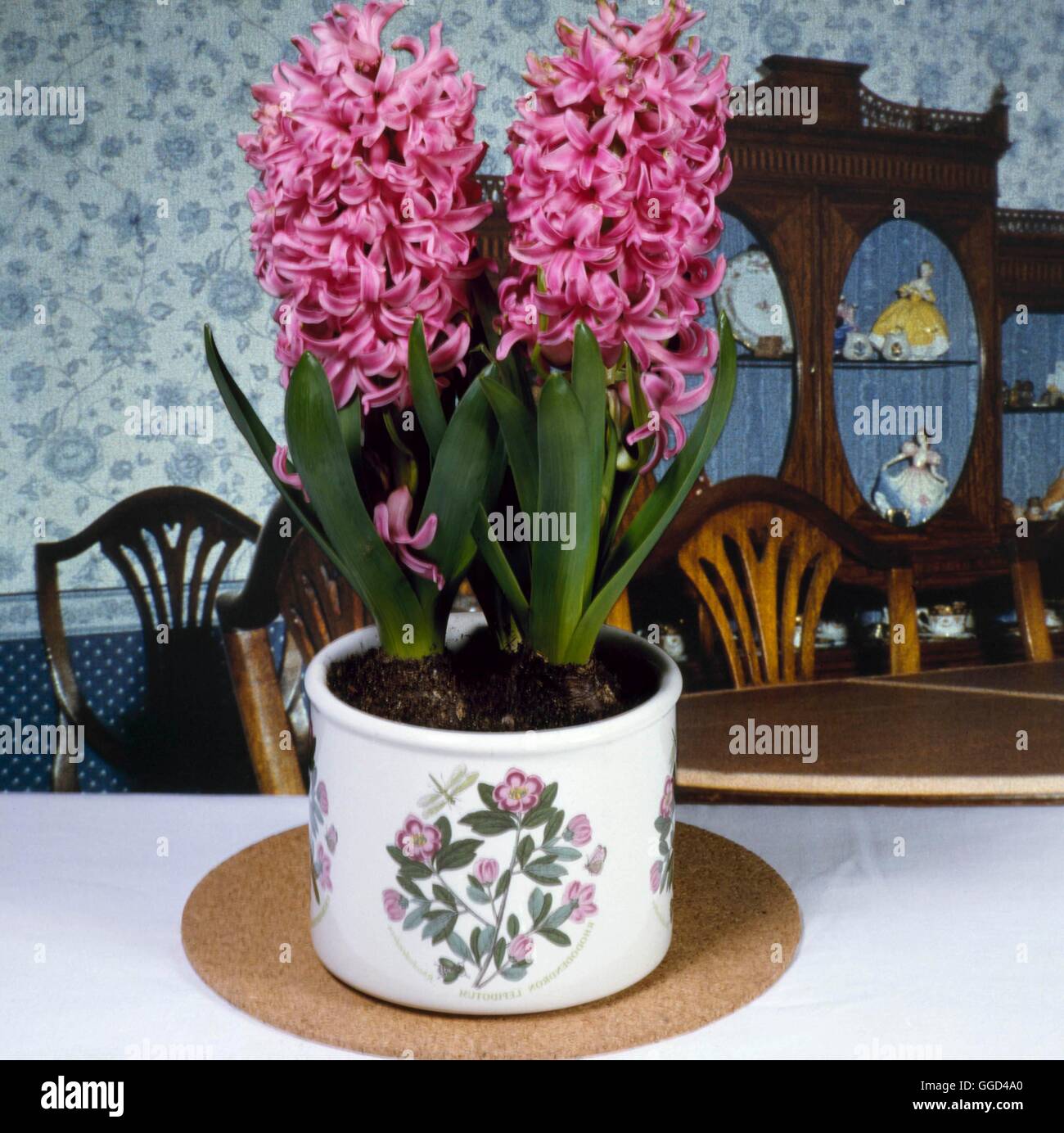 Birnen in-situ - Hyacinthus Orientalis 'Rosa Perle' BIS050136 Stockfoto