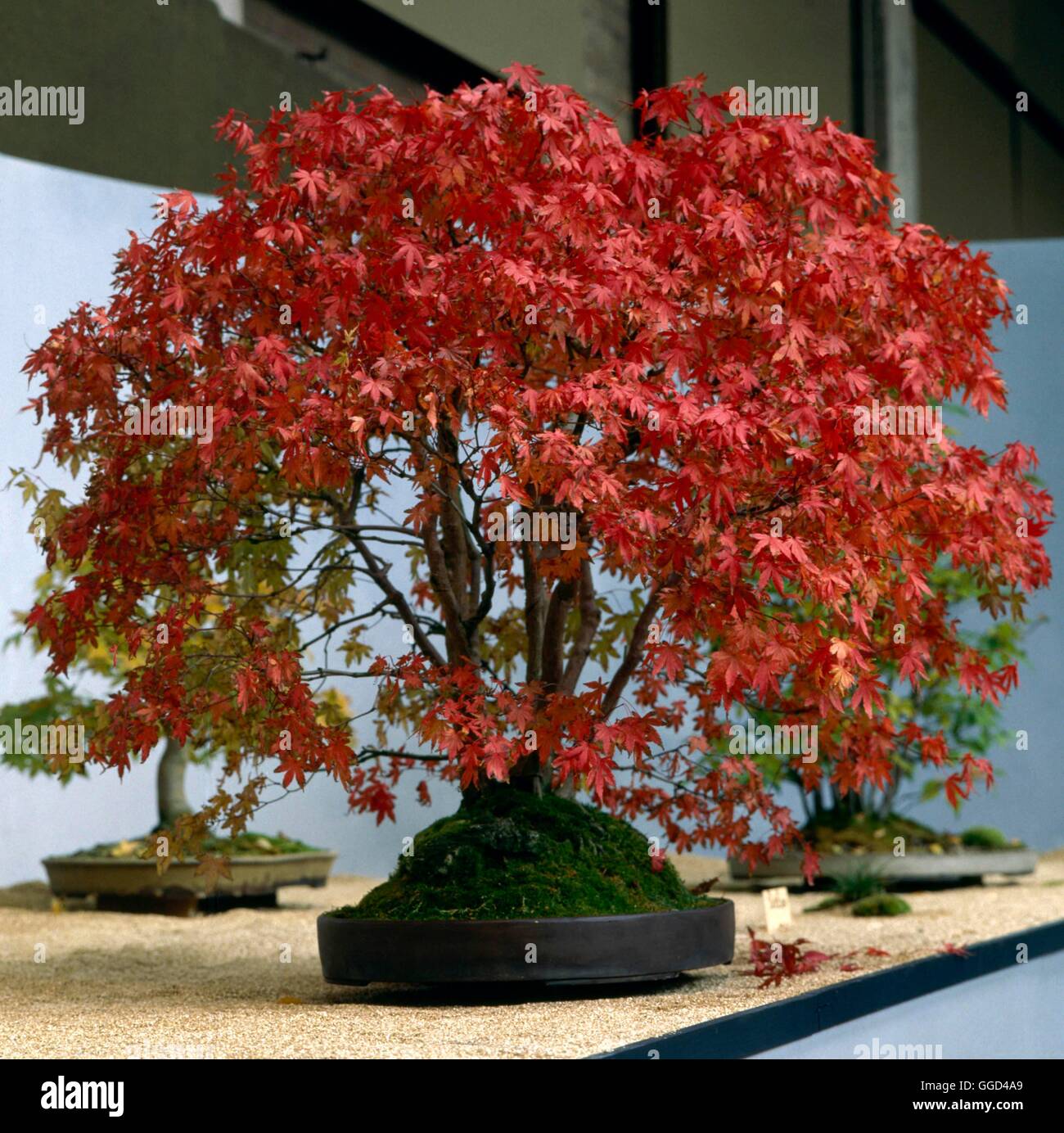 Bonsai - Acer Rubrum Roter Ahorn BON000192 Stockfotografie - Alamy